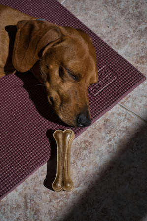 beautiful dog of the dachshund breed, also called teckel, Viennese dog or sausage dog, napping on...