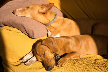 Beautiful hunting dogs with brown hair, dog collar. sleeping a nap on the sofa. Dog sleeping
