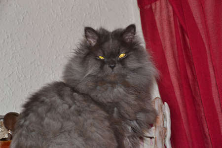 Isolated image of a Persian cat lying on the sofa, grey cat. pets and animalsの写真素材