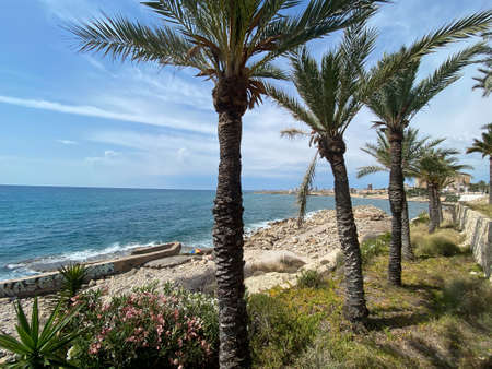 nice beach in the mediterranean with palm trees, located in Alicante, Spain. Viewの写真素材