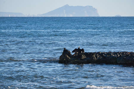 birds on the beach, located in Alicante, Spain. Viewの写真素材