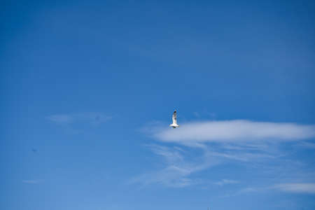 birds on the beach, located in Alicante, Spain. Viewの写真素材