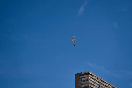 birds on the beach, located in Alicante, Spain. Viewの写真素材