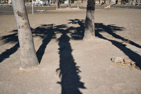 beautiful beach with palm trees, located in Alicante, Spain. Viewの写真素材