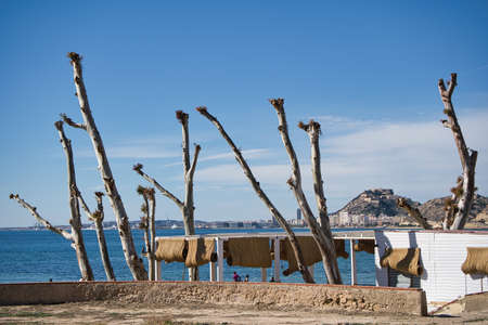 beautiful view of the beach, located in Alicante, Spain. Tree, palms