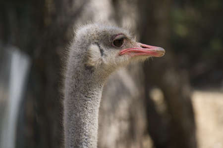 portrait of ostrich in the field. animal