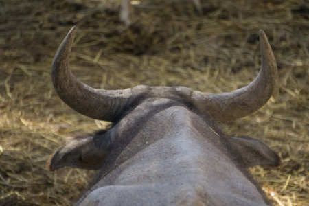 view of the head of a buffalo from behind lying in the field. animals