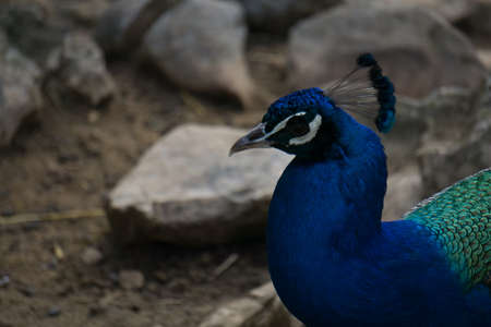 peacock displaying its plumage in a natural park and animal reserve, located in the Sierra de Aitana, Alicante, Spain. viewの写真素材