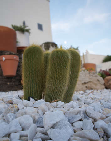 small cactus on the stones, natureの写真素材