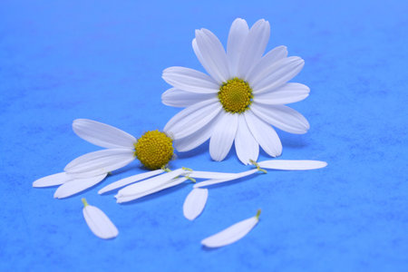 Flowersの写真素材