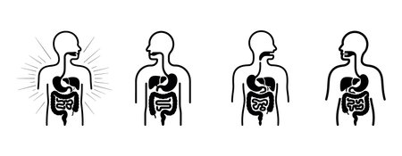 Human internal organs. Stomach, liver, intestine, bladder, pancreas, heart, kidney icon. Vector illustrationのイラスト素材