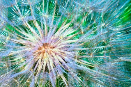 Macro photo of a fluffy dandelion. Seeds close up. Natural plant texture, colorfull backgroundの写真素材