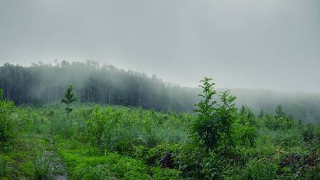 Trail through a mysterious dark field in fog with green leaves. Summer morning in Carpathian....