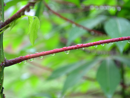 Gleaming dew drops hanging from a beautiful purple stem right after the rains with a green background in the garden.の写真素材