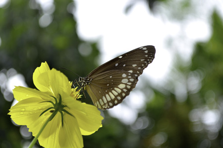 Beautiful butterfly on a yellow flower with green bokeh backgroundの写真素材