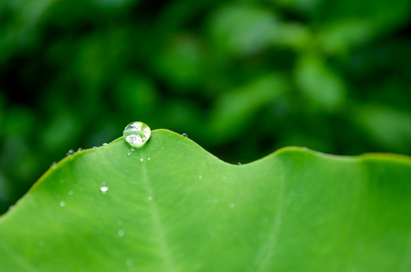Water drop on the tip of a colocasia leaf against a green blurred background.の写真素材