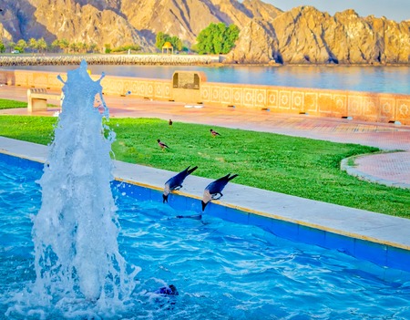 Two crows sipping from a water fountain pool construction beside the coast. From Muscat, Oman.の写真素材