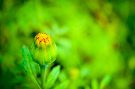 Yellow flower bud about to blossom with a soft focus green background.の写真素材