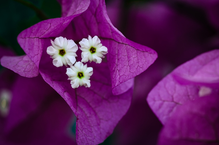Closeup of bougainvillea flower with its white stigma covered by purple petals.の写真素材
