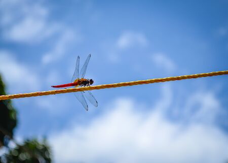 Red Dragonfly dancing on a yellow plastic rope against a blue sky background.の写真素材
