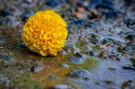 The fallen yellow marigold flower with dirt on it on during monsoon with reflection on water on the floor.の写真素材