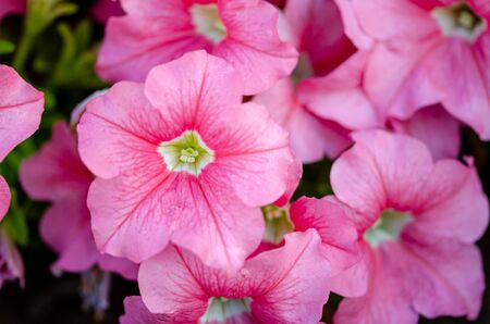 Closeup shot of pink petunia flowers as backgroundの写真素材