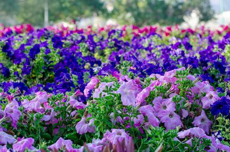 Beautiful step garden of pink & blue petunia flowers.の写真素材
