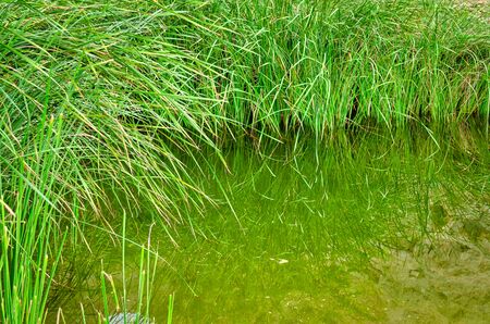 Long Bush Grass in wetland with dirty water and reflection. From Muscat, Oman.の写真素材