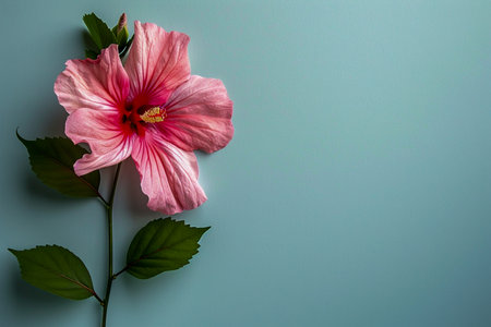 pink hibiscus flower over blue light backgroundの素材