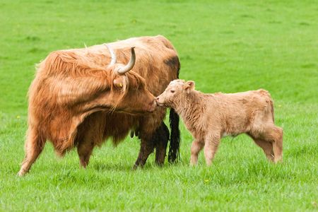 Highland Cow kissing calf in green fieldの写真素材