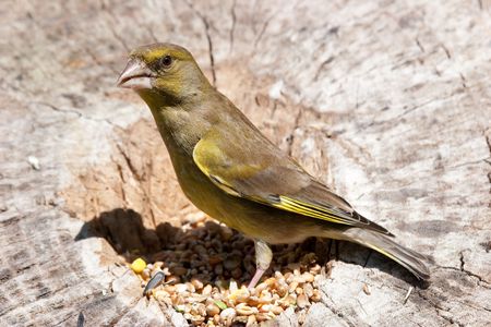 Greenfinch perched on log with seed around feetの写真素材