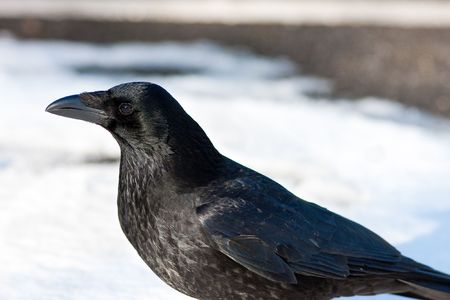 Carrion Crow profile in Snowの写真素材
