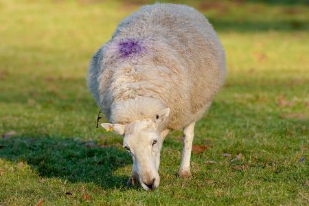 Ewe Grazing with Purple mark on Backの写真素材