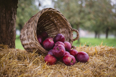 apples in the basketの写真素材