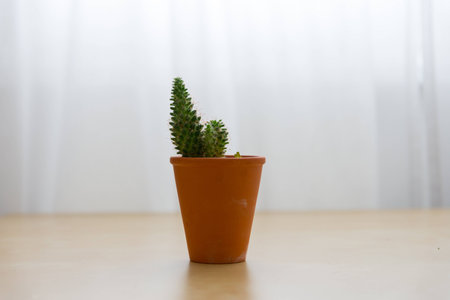 Cactus with white backgroundの写真素材