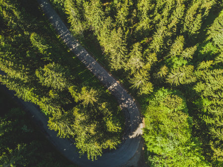 Forest from above with road in summer - aerial view