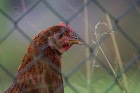 Detail of chicken head behind the fenceの写真素材