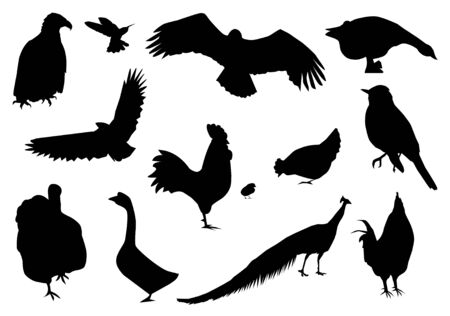 silhouettes of different birdsのイラスト素材