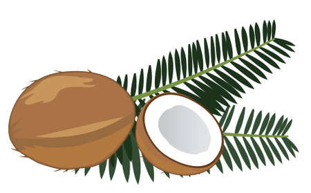 vector coconuts with palm leavesのイラスト素材