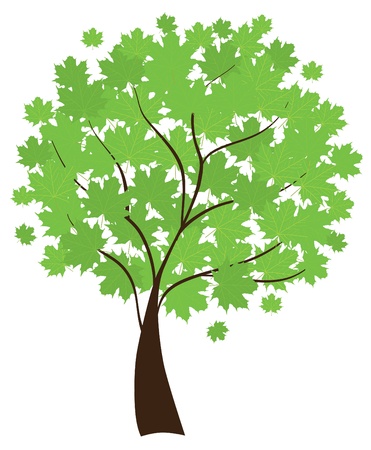 maple treeのイラスト素材