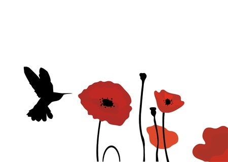 vector hummingbird and poppiesのイラスト素材