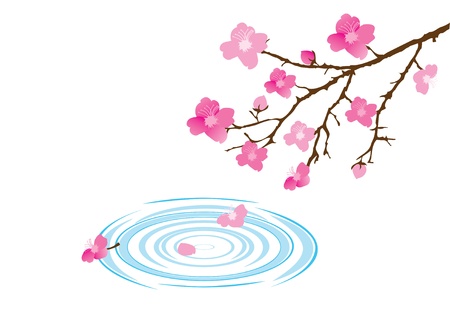 vector cherry blossom and water circlesのイラスト素材
