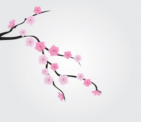 vector cherry blossomのイラスト素材