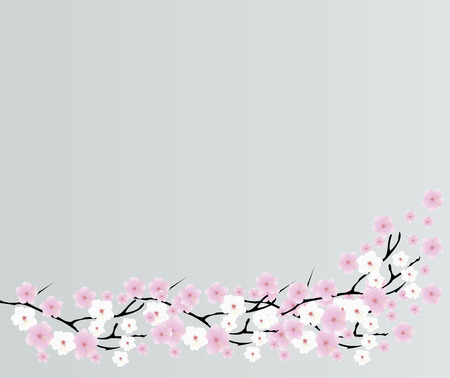 vector illustration of cherry blossom backgroundのイラスト素材