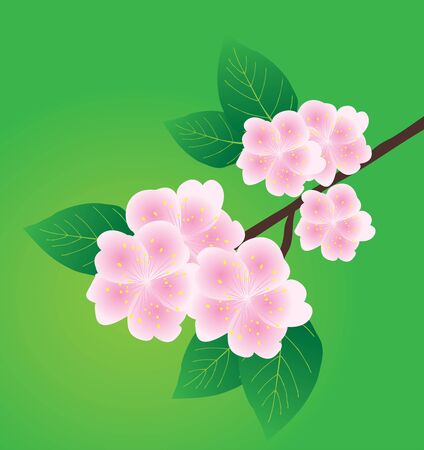 vector illustration of an apple blossom branch on green background.のイラスト素材