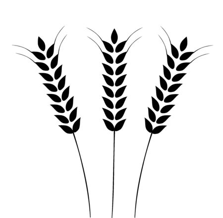 Vector illustration of Ears of Wheat, Barley or Rye. Ideal for bread packaging. Vector icon.のイラスト素材
