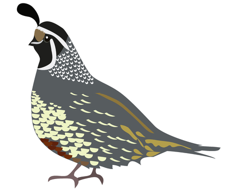 vector illustration of a quail isolated on white background.のイラスト素材