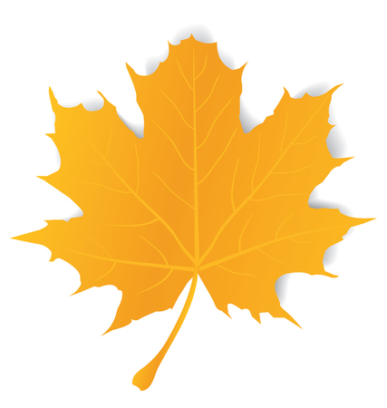 Maple leaf isolated on whiteのイラスト素材