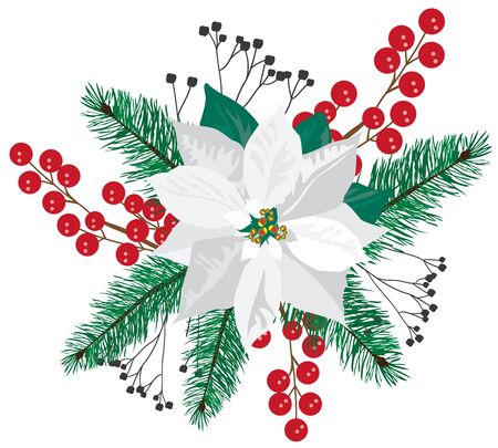 vector white poinsettia with fir tree branches.のイラスト素材
