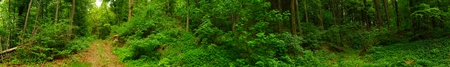 Footpath in forest Beautiful woodland view Spring Forest panorama Relaxation concept